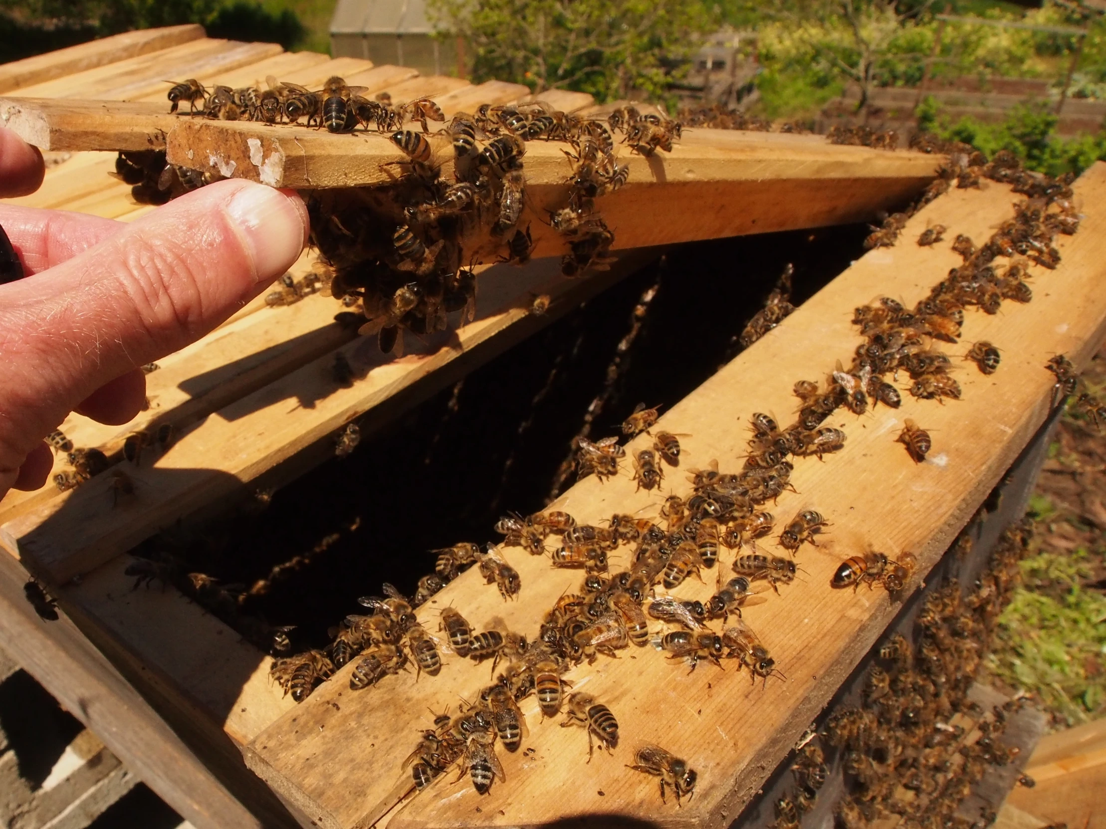 a man touching the inside of a beehive