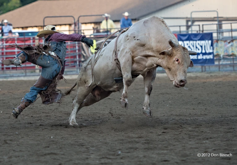 a cowboy that is trying to rope off a bull