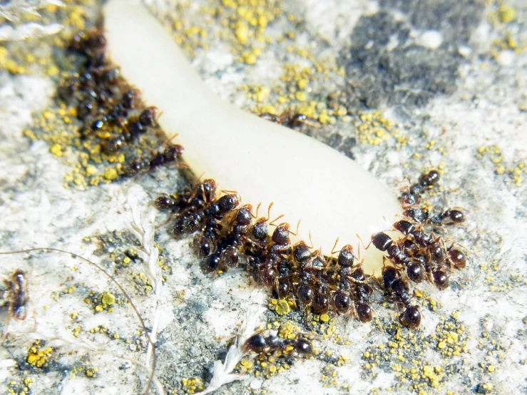 a small group of bugs on a white plastic tube