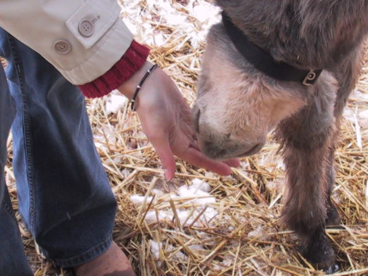 a man is petting a small goat that he has bought