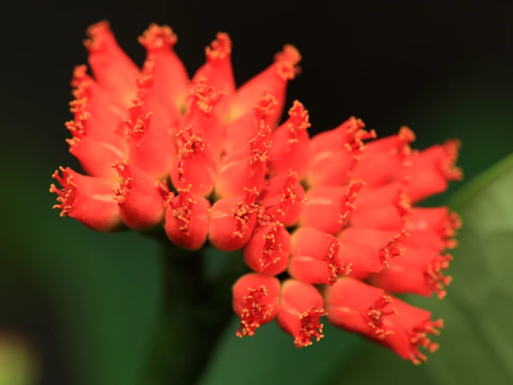 some red flowers blooming on a green plant