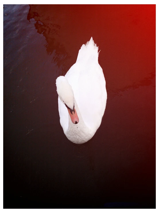 the white bird swims in the calm water