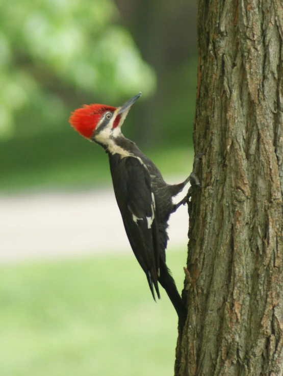 a red - capped woodpecker clinging on a tree