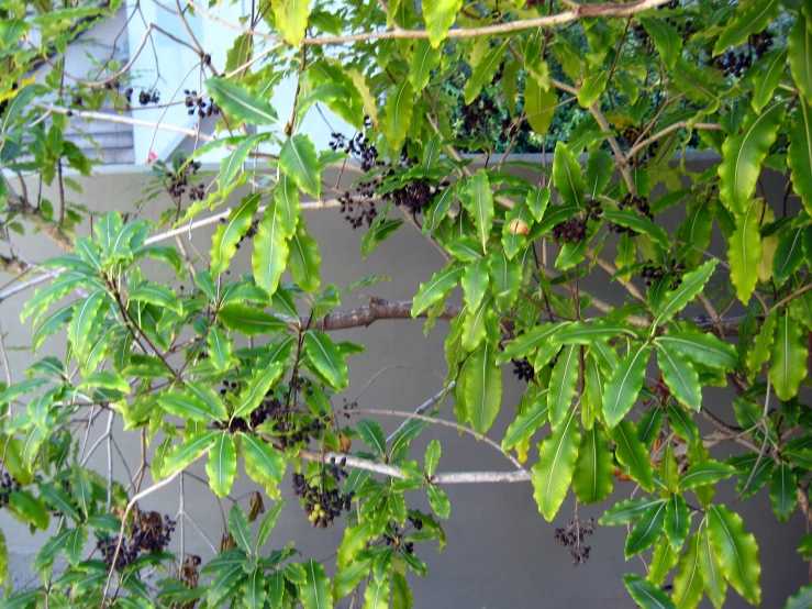 a view looking through nches to foliage next to a building