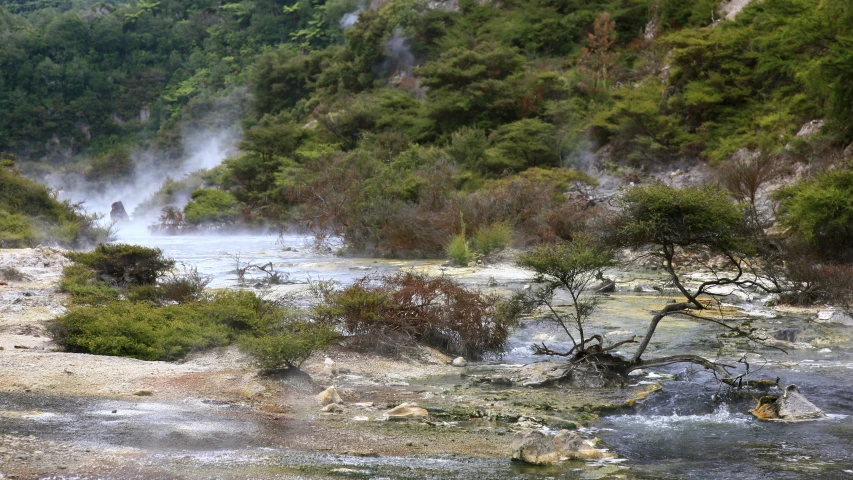 a steamy body of water next to a forest