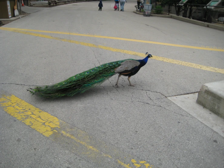 a green, blue, and orange bird walking on asphalt