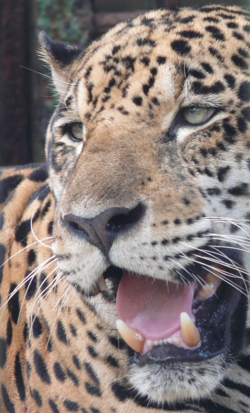 a big leopard with a wide open mouth and full teeth