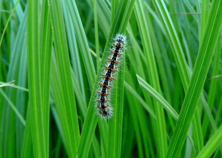 the small caterpillar is crawling along the green grass