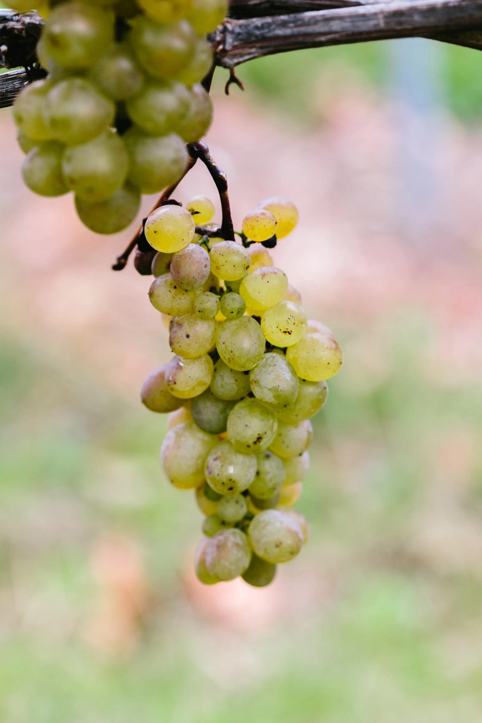 bunches of gs hang from a vine that is ready for picking