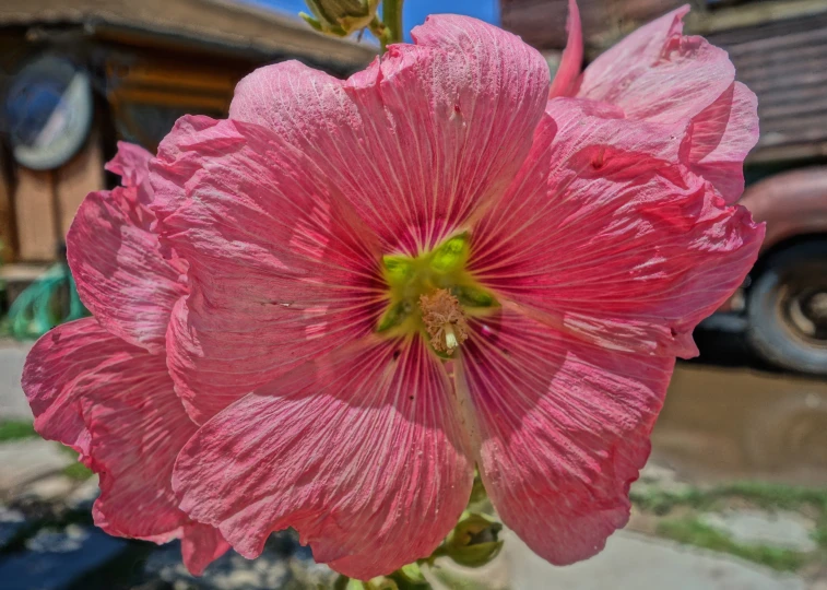 a close up of a pink flower in front of a vehicle