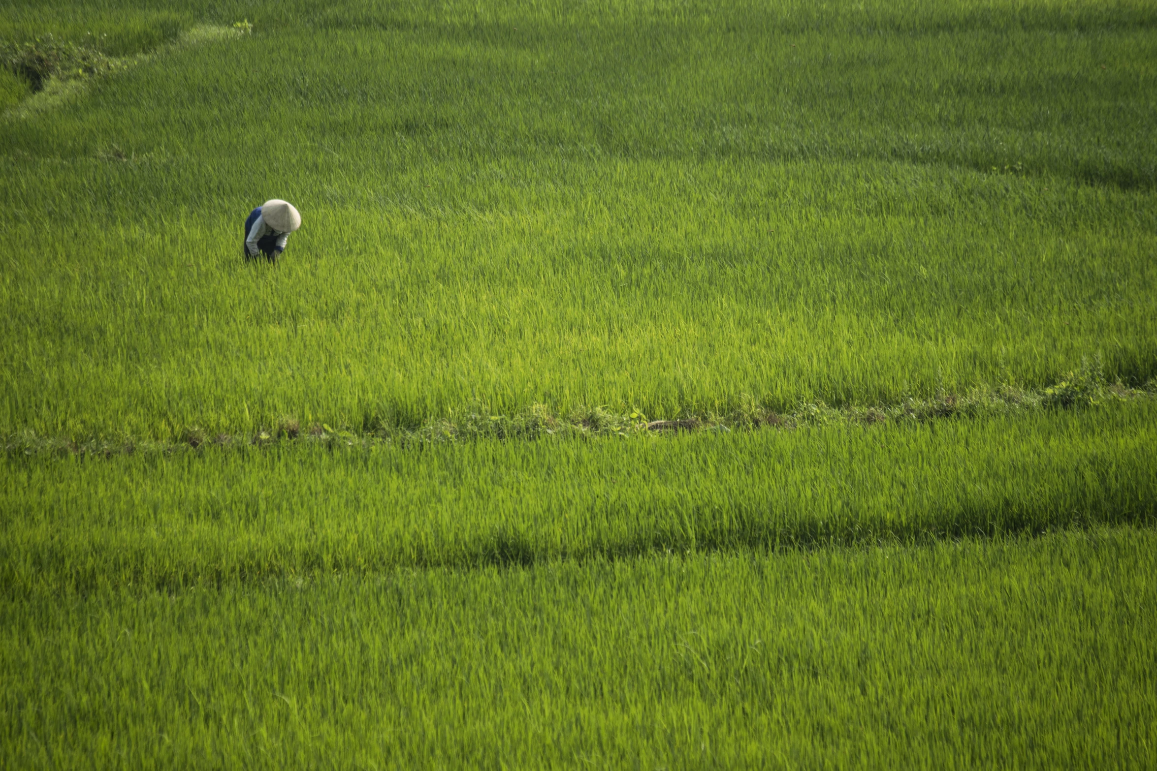 a sheep in a large green grassy field