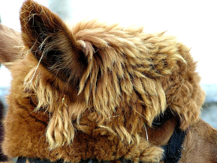 a horse's hair has been shaved into it