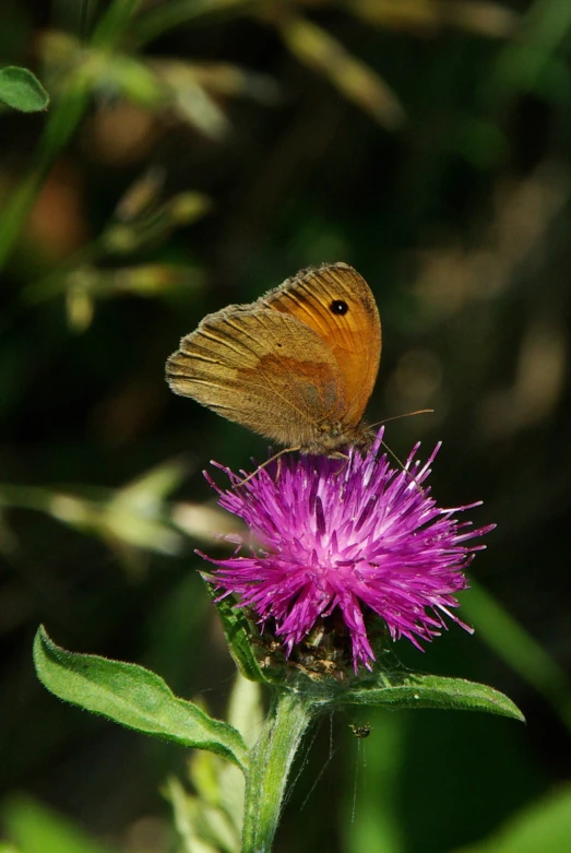 the erfly is sitting on top of a flower