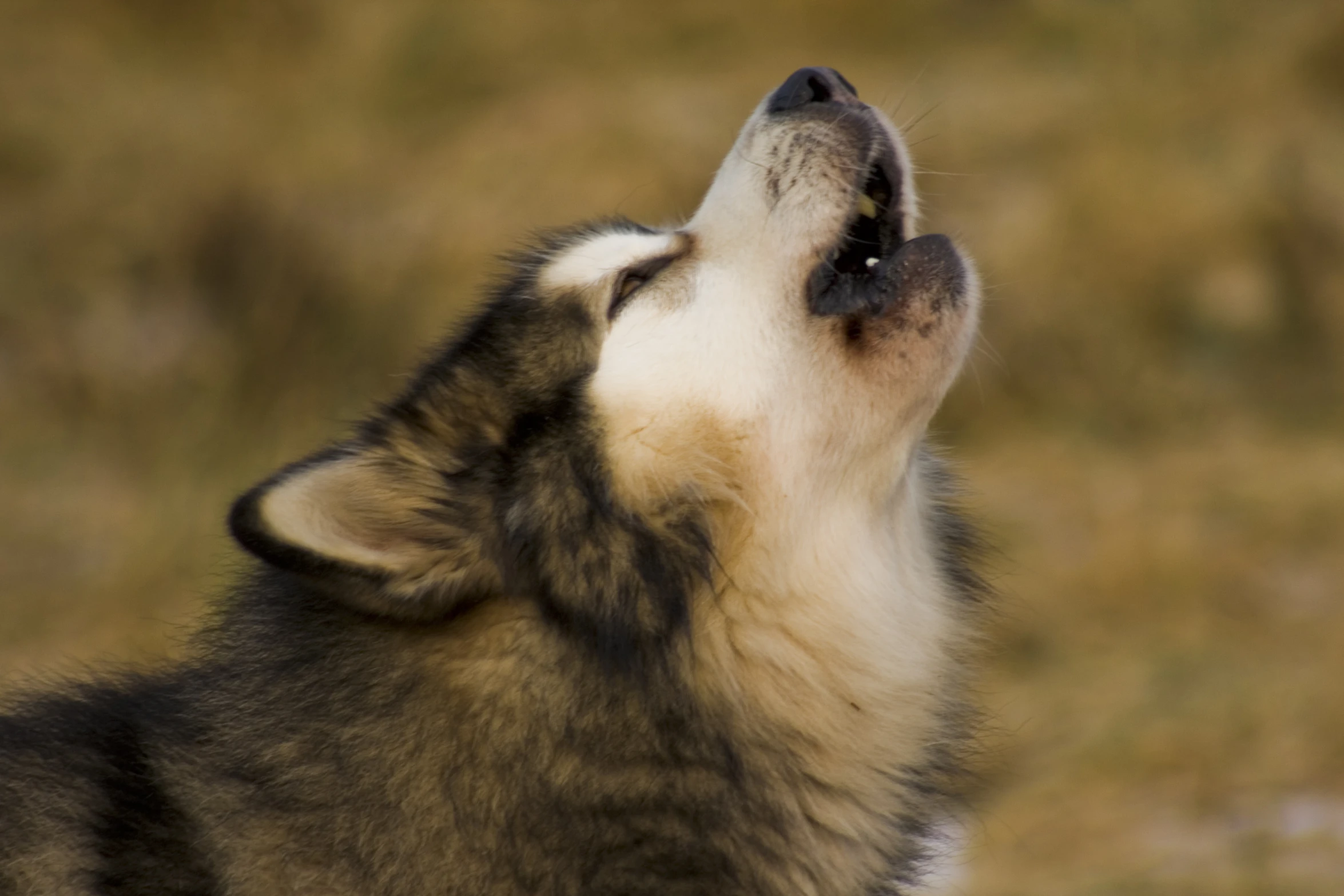 a close up po of a dog looking up