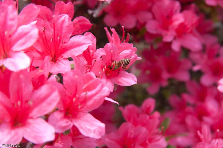 the small bee is on top of pink flowers