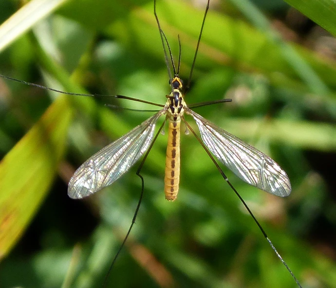 a pair of mosquitoes resting on a blade of green grass