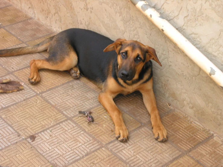 a small dog laying next to a wall on a brick floor