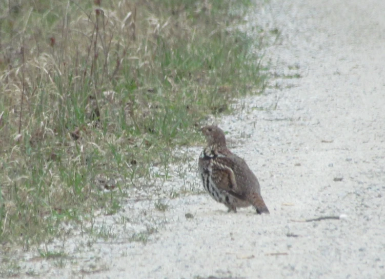 small bird walking down the road next to the grass