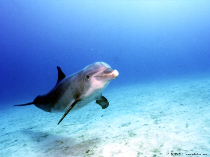 this is a picture of a dolphin swimming in the sea