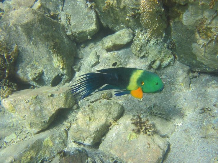 an image of a tropical fish that is swimming in the water