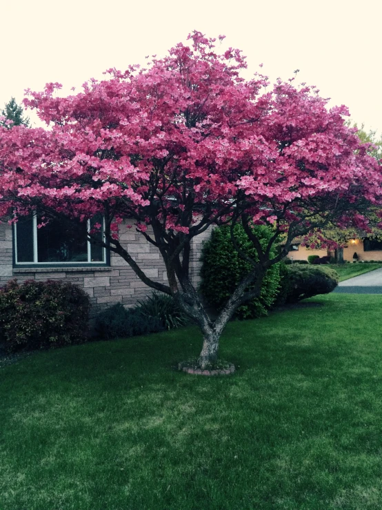 a flowering tree is next to a grey brick building