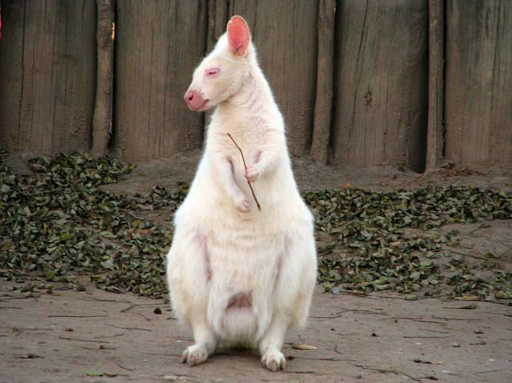 a large white animal standing on top of a dirt ground