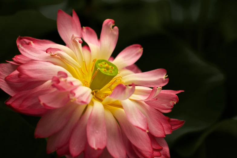 this is a flower with a bug in the center