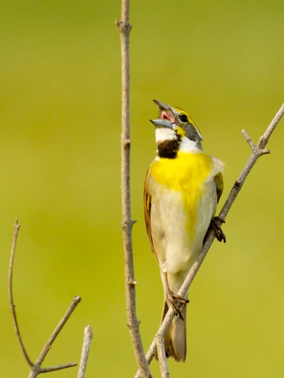 a bird perched on top of a tree nch