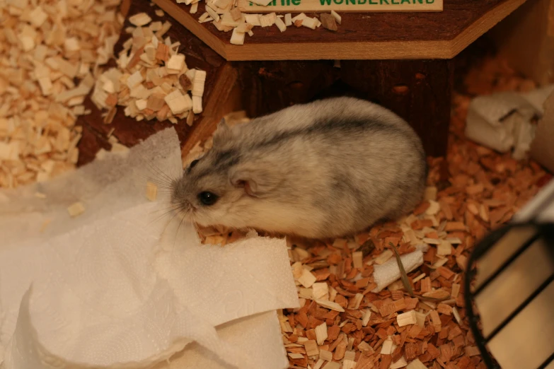 a small hamster sits in a wood box