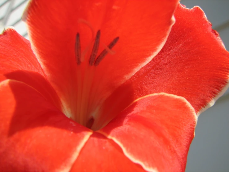 a single red flower is seen in close up