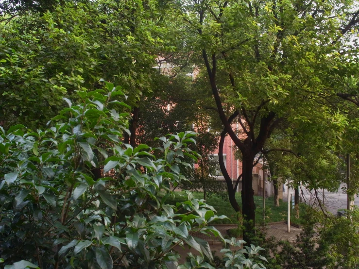 a picture of some trees and buildings in a park