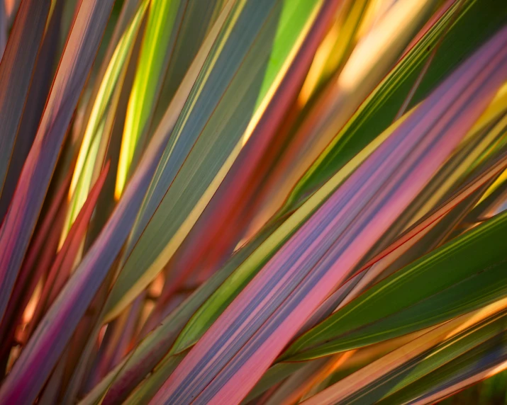 the top of green and pink leafy plants