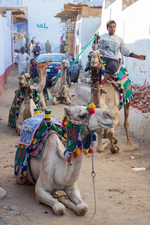 some men and camels with one holding onto a stick