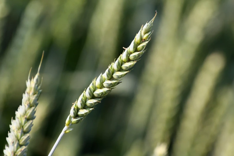 the stems of grass have been pographed in bright sunlight