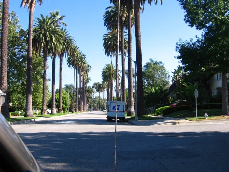 a street lined with palm trees, and the car is driving down it