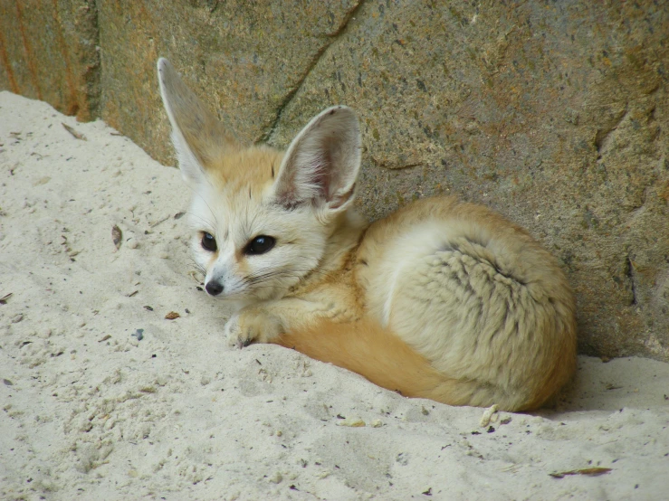 a baby fox on the ground near a rock