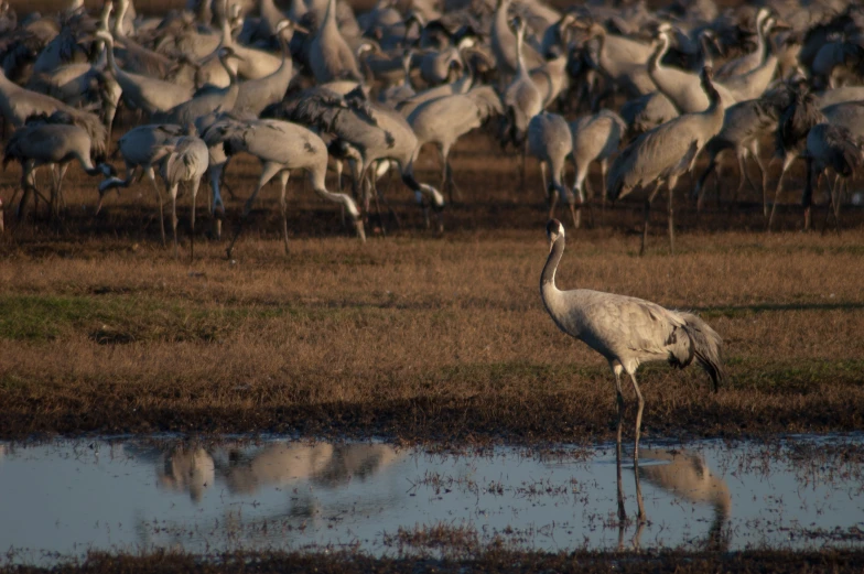 many birds standing around and eating the grass