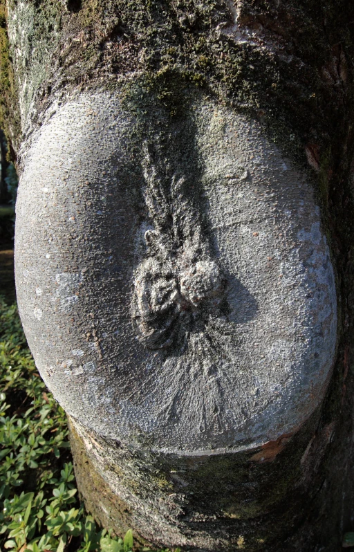 a large tree trunk with a circular object in the center