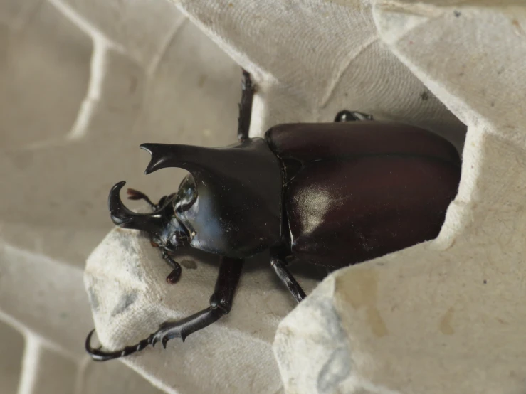 a brown and black animal is sitting in an egg shell