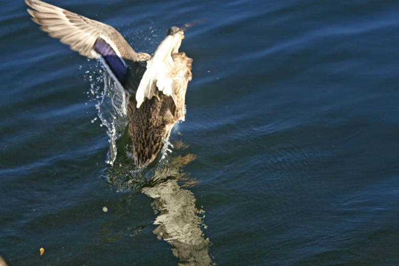 a duck floating in the water with wings spread