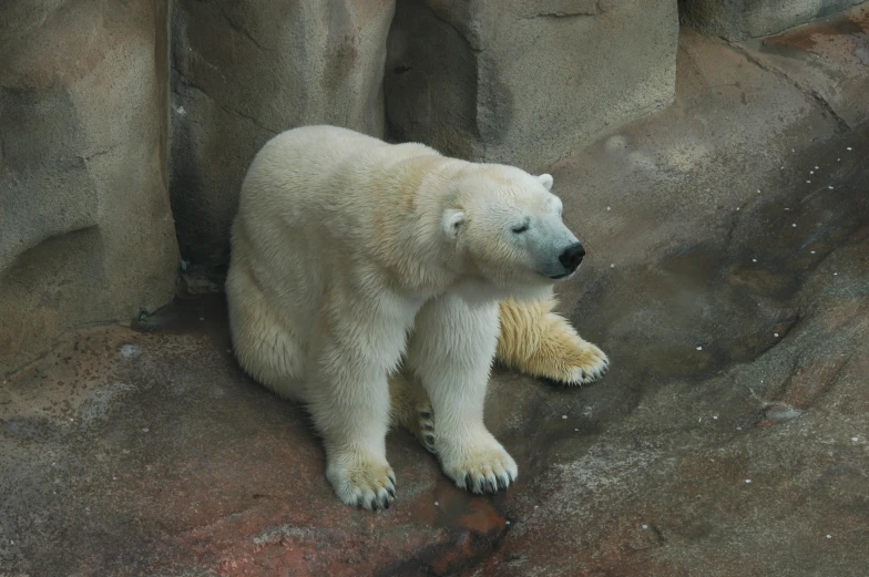 a large white polar bear standing next to a bunch of rocks