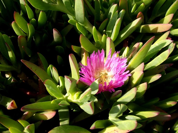 a flower with green leaves and green buds