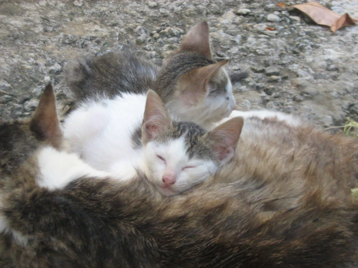 two cats sleep next to each other while laying down