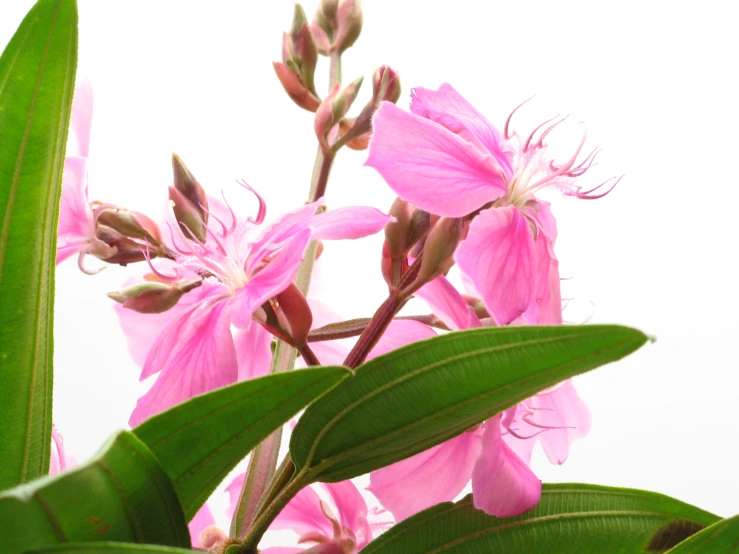 pink flower with green leaves on white background
