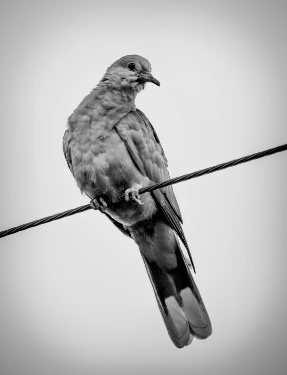 a large bird sitting on top of power lines