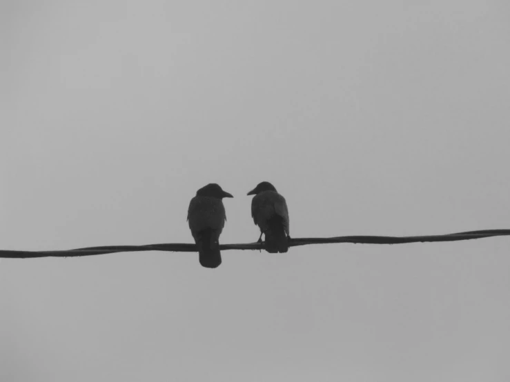 two birds perched on an electrical wire looking in opposite directions