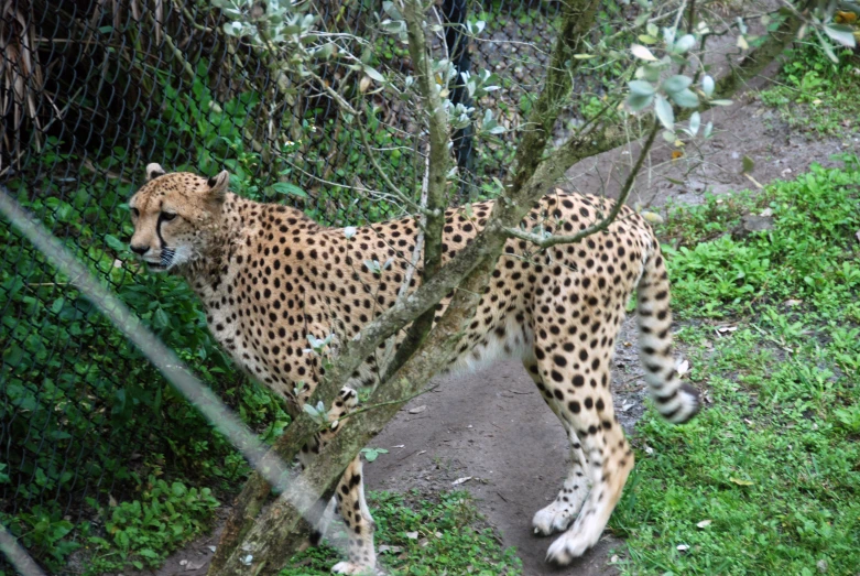 a cheetah standing in the brush behind a fence