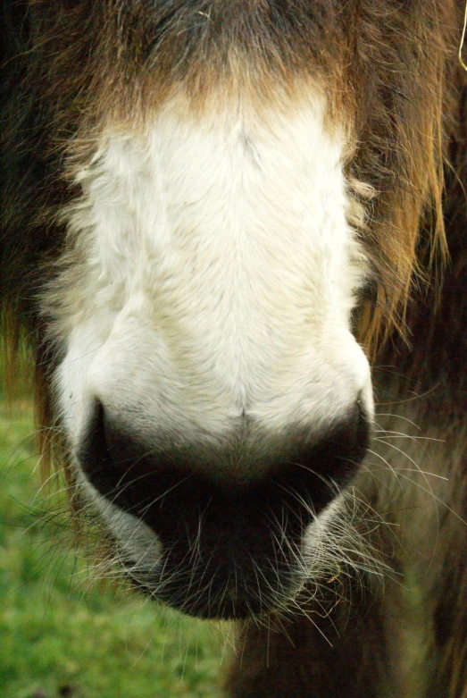 a close up view of the nose and nose of a brown and white horse