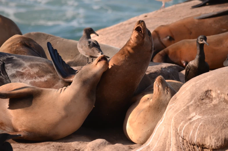 there are several sea animals on the beach together