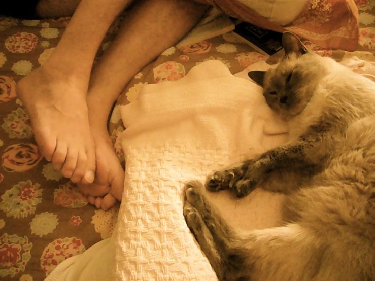 a cat laying on a person and a white sheet